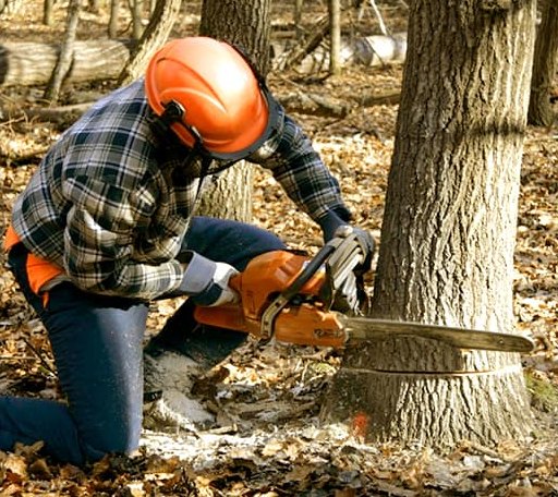 Tree Removal in Phillips, ME